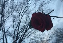 Rose Trees - Aliza Abusch-Magder - jGirls+ Magazine
