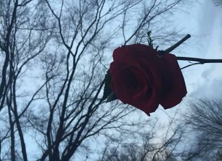 Rose Trees - Aliza Abusch-Magder - jGirls+ Magazine