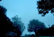 Trees & Fog - Aliza Abusch-Magder - jGirls+ Magazine