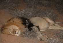 Lion - Liana Lapp - jGirls+ Magazine