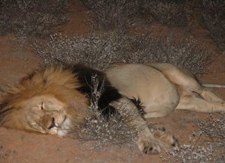 Lion - Liana Lapp - jGirls+ Magazine