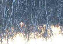 Branches - Liora Meyer