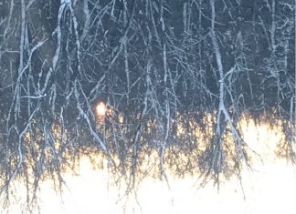 Branches - Liora Meyer