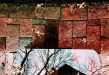 Untitled - Liora Meyer