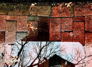 Untitled - Liora Meyer