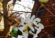 White Flowers - Audrey Honig