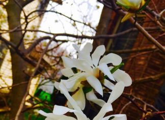 White Flowers - Audrey Honig