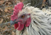 Speckled Chicken - flickr