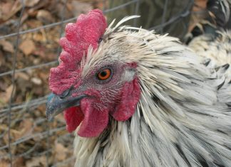 Speckled Chicken - flickr