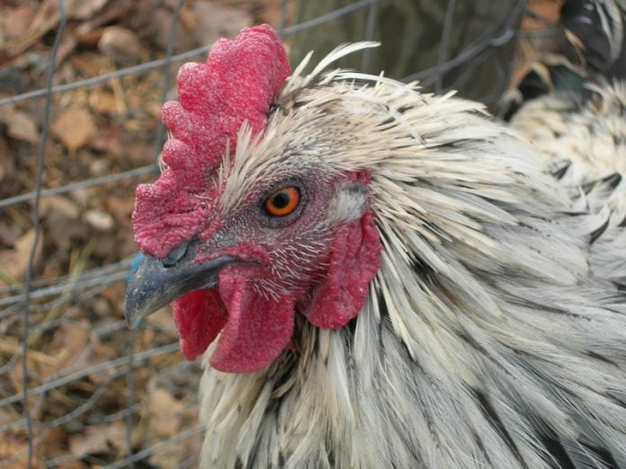 Speckled Chicken - flickr