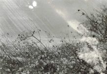 In the Wind by Elise Anstey