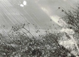 In the Wind by Elise Anstey