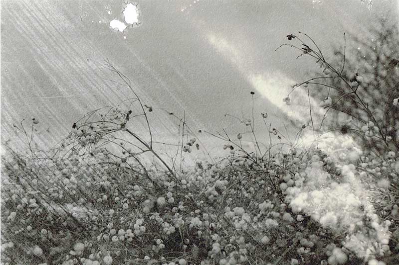 In the Wind