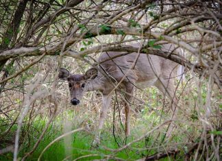 Peeking by Julie Edelstein
