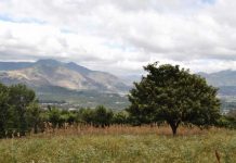 My Name is Tari, and I Speak for the Trees by Tari Civerolo - Photo by Elise Antsey