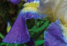 Spring by Reyna Perelis - Photo by Marika Campbell-Blue