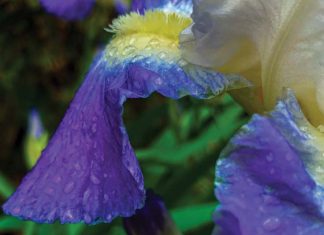 Spring by Reyna Perelis - Photo by Marika Campbell-Blue