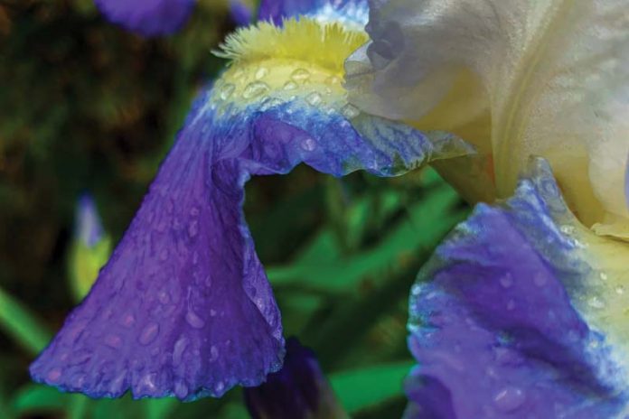 Spring by Reyna Perelis - Photo by Marika Campbell-Blue