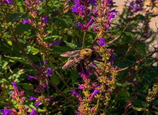 The Night Fay Forgot Bug Spray by Livvy Krakower - Photo by Marika Campbell-Blue