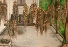 Porch Onions by Phoebe Wagoner