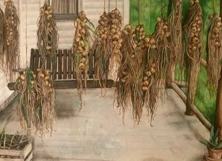 Porch Onions by Phoebe Wagoner