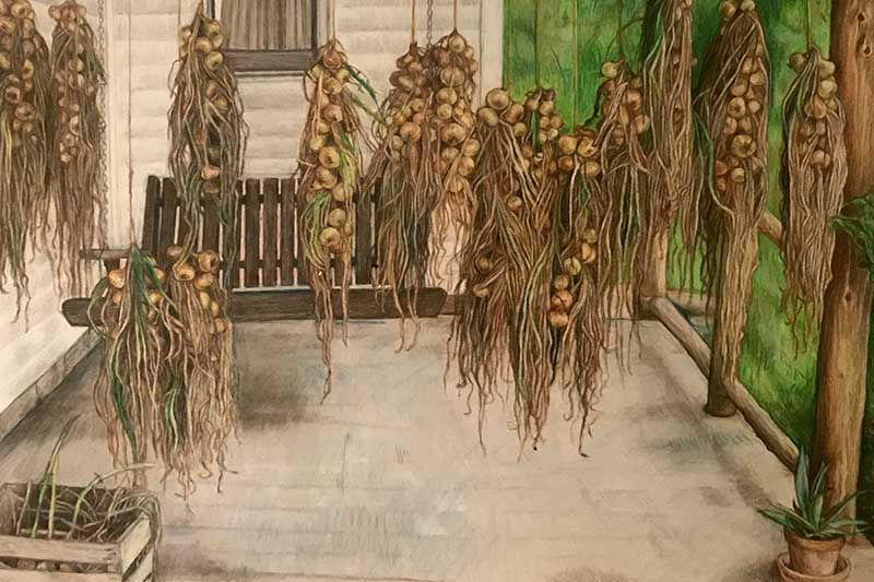 Porch Onions