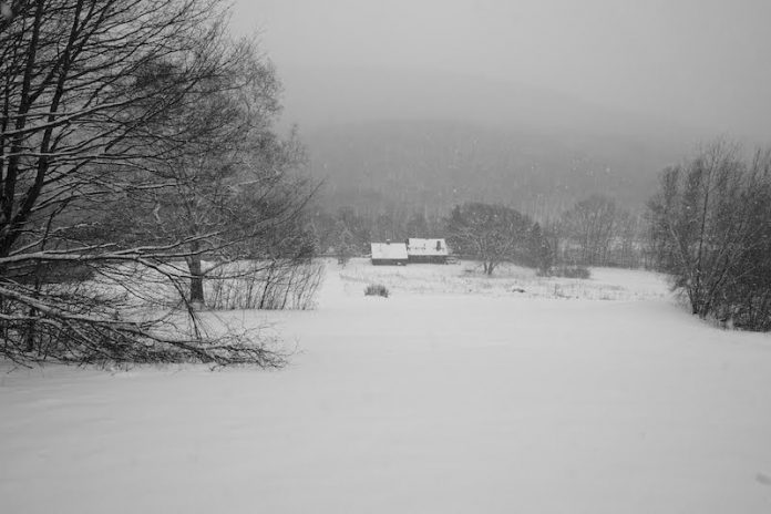 Gray Area by A.L.Liss - Photo by Zoe Oppenheimer