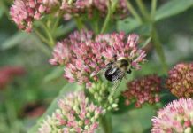 Buzzing Bees by Gabby Marshall - Photo by Hannah Rubenstein