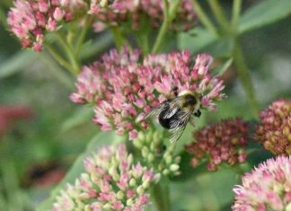 Buzzing Bees by Gabby Marshall - Photo by Hannah Rubenstein