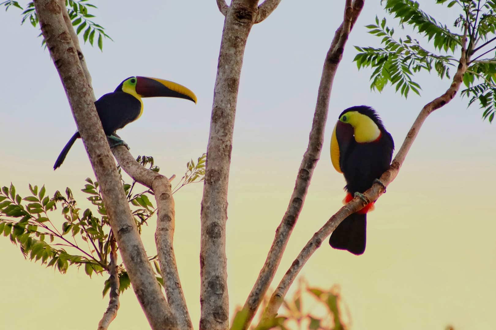 Toucans in a Tree