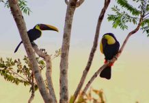 Toucans in a Tree-Rivka Schaefer. A phot of two large birds with long beaks sitting on thin branches of a tree in front of a blue sky and sunset.