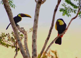 Toucans in a Tree-Rivka Schaefer. A phot of two large birds with long beaks sitting on thin branches of a tree in front of a blue sky and sunset.