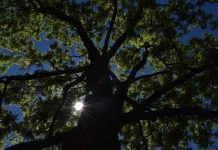 Translations by Isabel Carr - Photo Looking Up Into the Sun by Hannah Rubenstein. A photo looking up through the branches of a large tree with the sun peeking through the branches