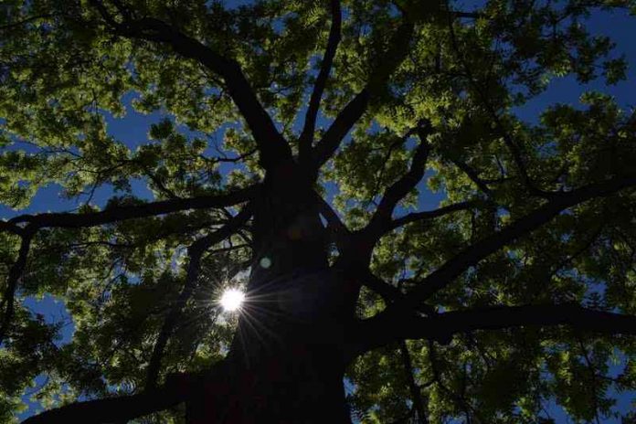 Translations by Isabel Carr - Photo Looking Up Into the Sun by Hannah Rubenstein. A photo looking up through the branches of a large tree with the sun peeking through the branches