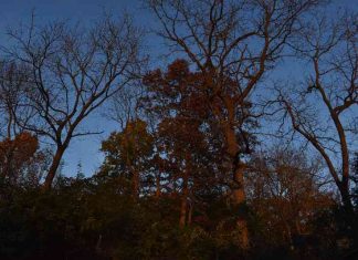 Tree Shadows by Hannah Rubenstein for Tentacle Fingers by Kate Kampner