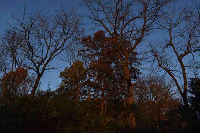Tree Shadows by Hannah Rubenstein for Tentacle Fingers by Kate Kampner