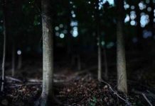 Forest-by-Gianna-Goldfarb-for-Do-Not-Compare-Me-to-a-Summers-Day-by-Rivka-Schafer