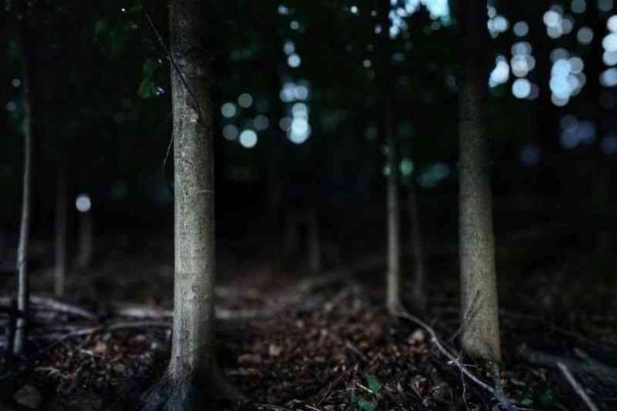 Forest-by-Gianna-Goldfarb-for-Do-Not-Compare-Me-to-a-Summers-Day-by-Rivka-Schafer