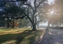 A huge tree with the sun peeking through the leaves, multiple trees in the near distance.