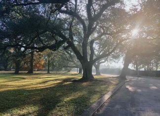 A huge tree with the sun peeking through the leaves, multiple trees in the near distance.