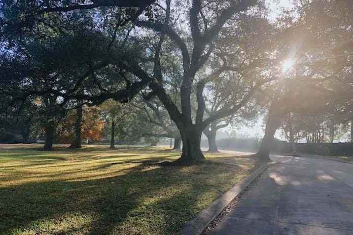 A huge tree with the sun peeking through the leaves, multiple trees in the near distance.