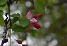 A small pink bud against a background of green leaves.