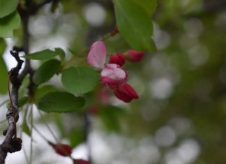 A small pink bud against a background of green leaves.