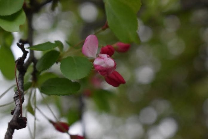 A small pink bud against a background of green leaves.
