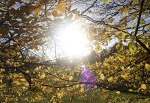 Bright white sun shines through yellow leaves.