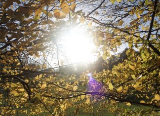 Bright white sun shines through yellow leaves.