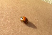 A ladybug rests on a tan-brown background.