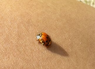 A ladybug rests on a tan-brown background.