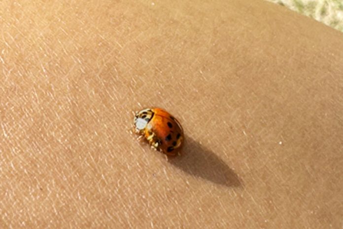 A ladybug rests on a tan-brown background.