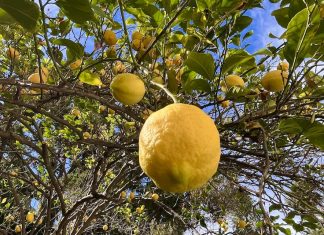 A lemon tree viewed from beneath. A large, ripe lemon looms in the foreground, drooping from a thatch of leafy branches.